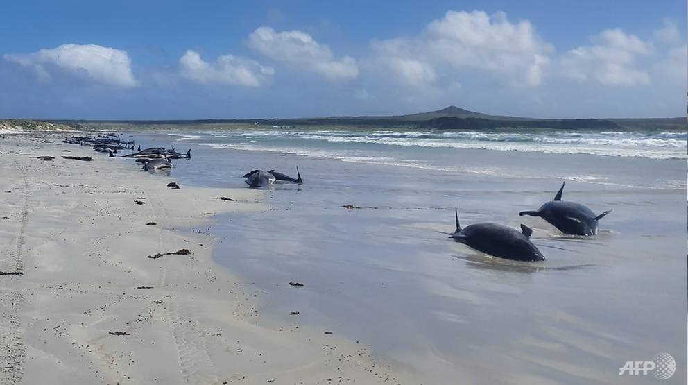 Νέα Ζηλανδία: 100 φάλαινες και δελφίνια πέθαναν στην άμμο – Είχαν εγκλωβιστεί στα νησιά Κάθαμ (φώτο)