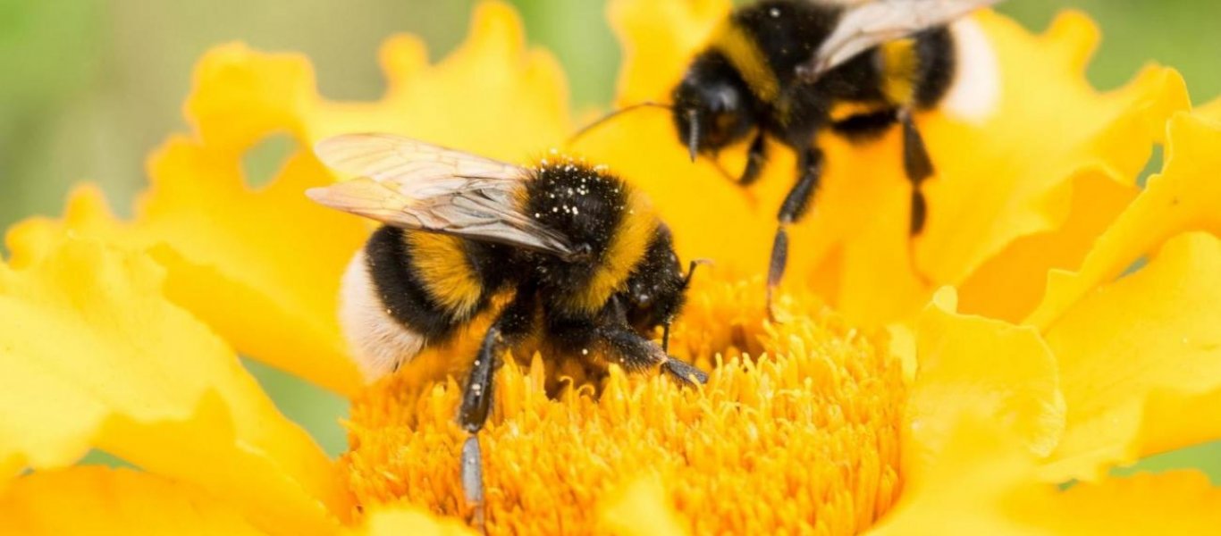 Μέλισσες: Είδος υπό εξαφάνιση – Οι επιστήμονες έχουν αναλάβει να τις σώσουν