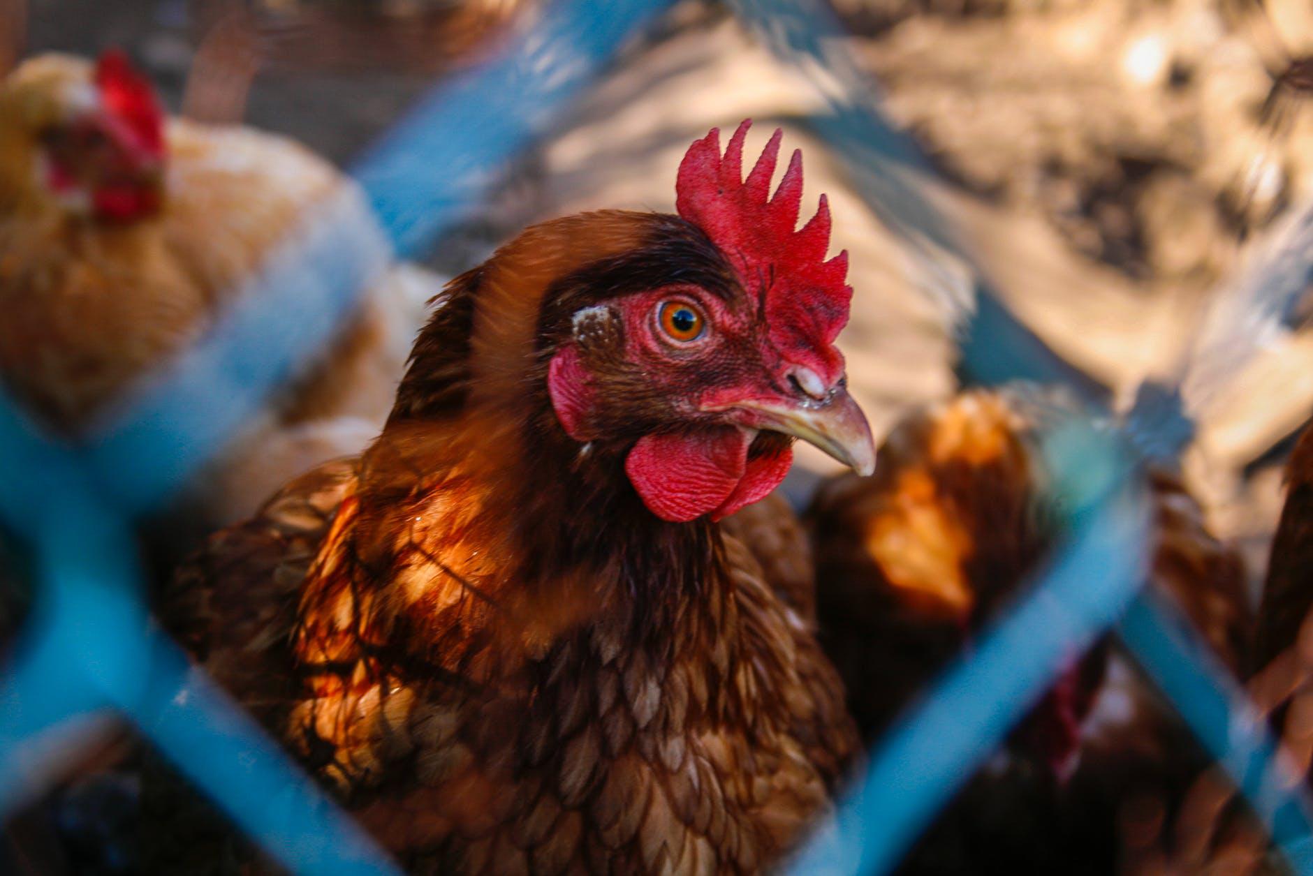 Γρίπη των πτηνών: Πρώτο κρούσμα στη Νορβηγία – Συρροή κρουσμάτων στο Βέλγιο