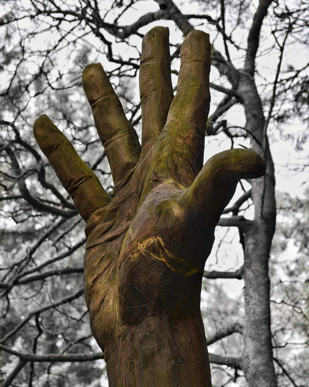 Το υψηλότερο δέντρο της Ουαλίας έγινε… ένα τεράστιο χέρι (φώτο)