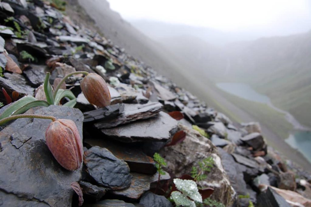 Ανακαλύφθηκε φυτό που μπορεί να κρύβεται από τους ανθρώπους! (φώτο)