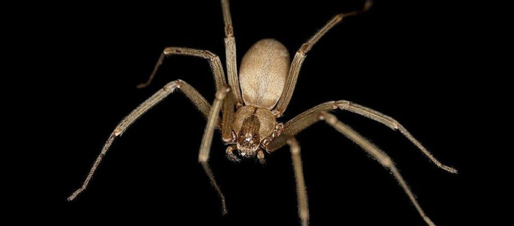 Αυστραλία: Γυναίκα είδε αράχνη στο αμάξι της και το παράτησε στη… μέση του δρόμου (βίντεο)