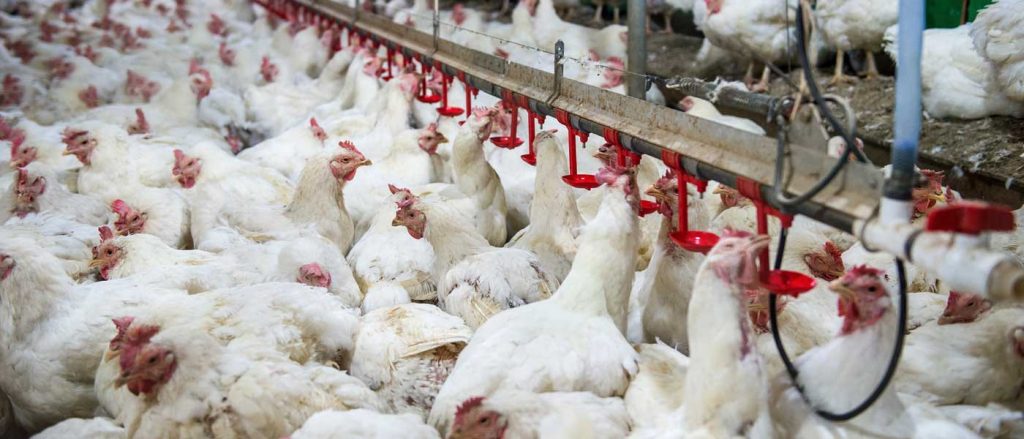 Πρώτο κρούσμα της γρίπης των πτηνών H5N8 στη Νορβηγία