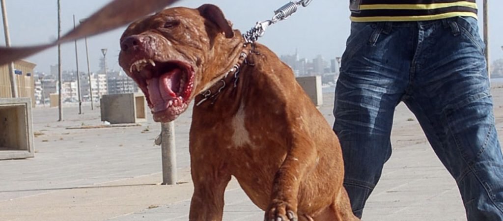 Εύβοια: Σκυλιά κατασπάραξαν 60χρονη γυναίκα – Νοσηλεύεται στο ΚΑΤ