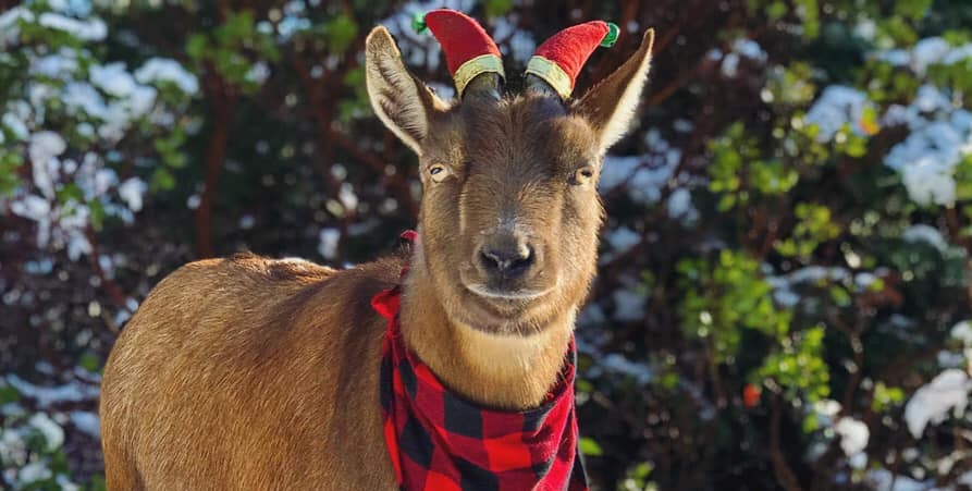 Η κατσίκα που ταξιδεύει τις ΗΠΑ – Έχει κάνει ήδη σχεδόν 100χλμ (φώτο-βίντεο)