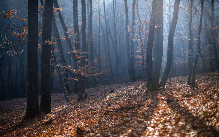 Το πιο ανατριχιαστικό δάσος όλου του κόσμου βρίσκεται στη Ρουμανία (φωτό)