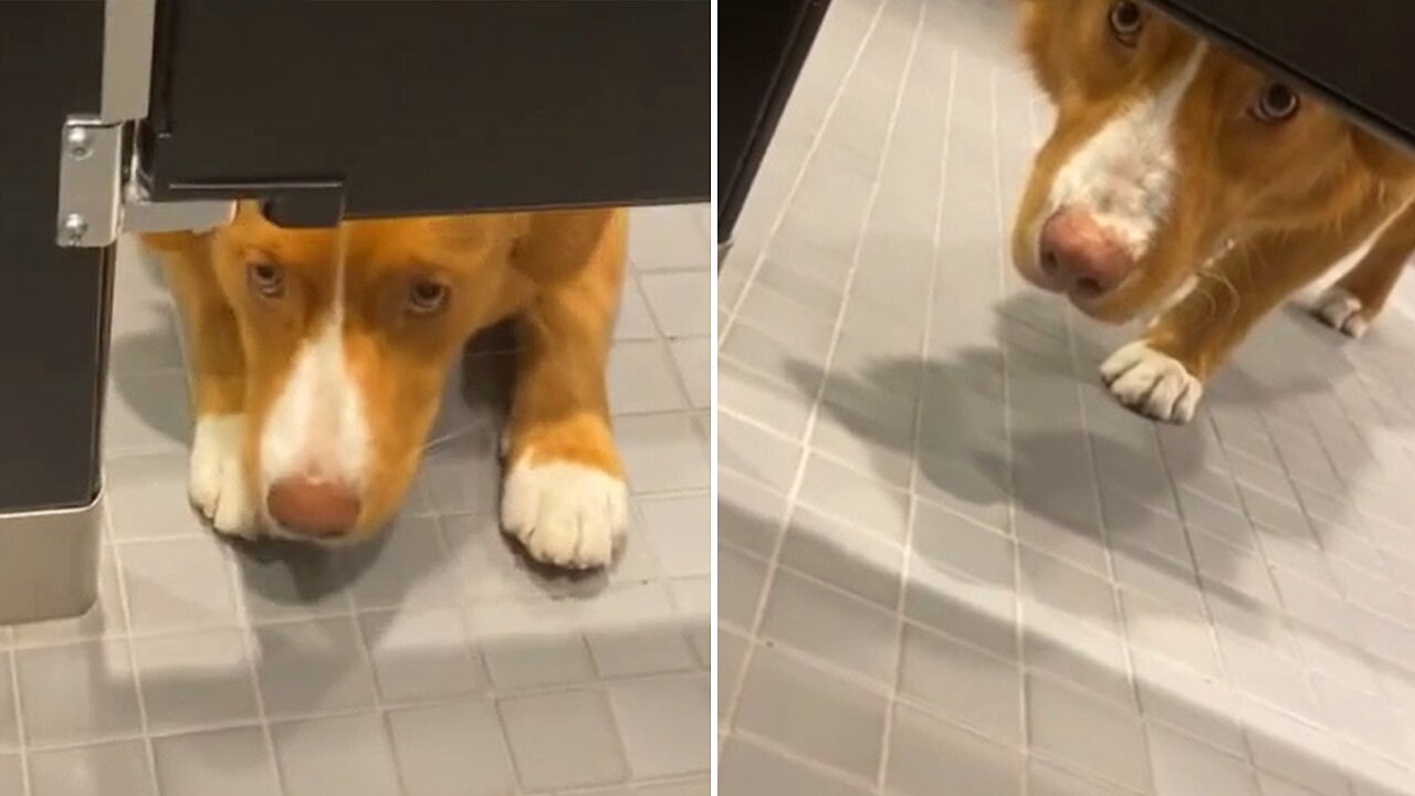 Άτακτος σκύλος «παίρνει μάτι»… στις τουαλέτες (βίντεο)