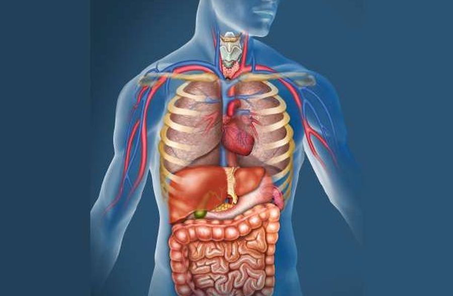 Μπορούμε να ζήσουμε και χωρίς αυτά: Αυτά είναι τα πέντε «άχρηστα» όργανα στο σώμα μας