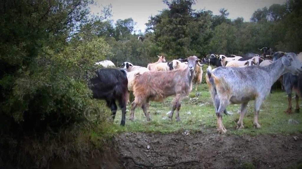 Αυτό σίγουρα δεν το ήξερες: Για ποιο λόγο η Google νοικιάζει 200 κατσίκες κάθε χρόνο; (βίντεο)