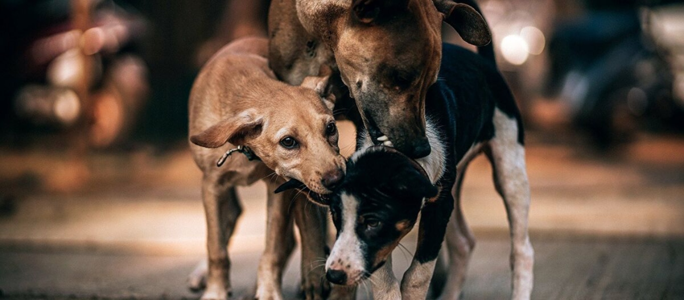 Φιλοζωική Θεσσαλονίκης: «Τα αδέσποτα σκυλιά είναι υπέρβαρα – Μην τα ταΐζετε συνεχώς σουβλάκια»