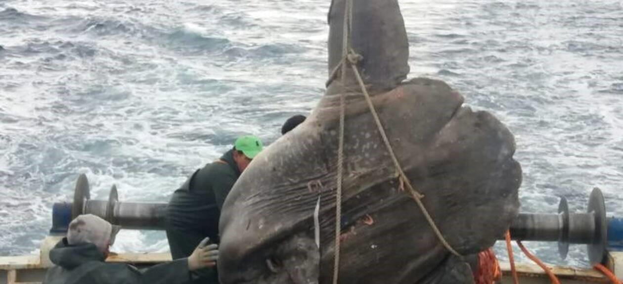 Ραφήνα: Ψαράδες «σήκωσαν» φεγγαρόψαρο 300 κιλών (φωτό)