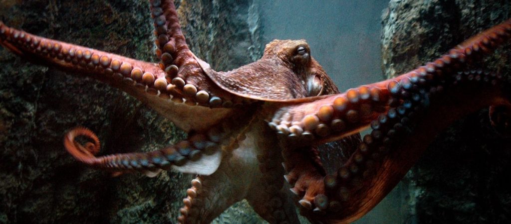 Εντοπίστηκε σπάνιο χταπόδι με… εννέα πόδια στην Ιαπωνία (φώτο)