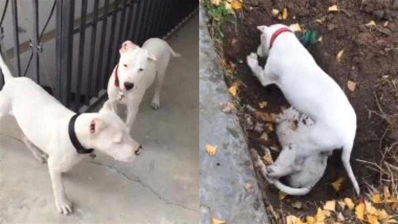 Σκυλάκι ξέθαψε το νεκρό αδερφάκι του και προσπάθησε να το «ξυπνήσει» (βίντεο)