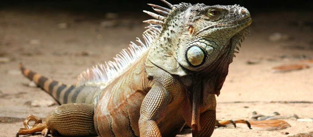 Μεξικό: Λαθρέμποροι έκρυψαν ερπετά μέσα σε πάνινες κούκλες – Τα μισά δεν τα κατάφεραν