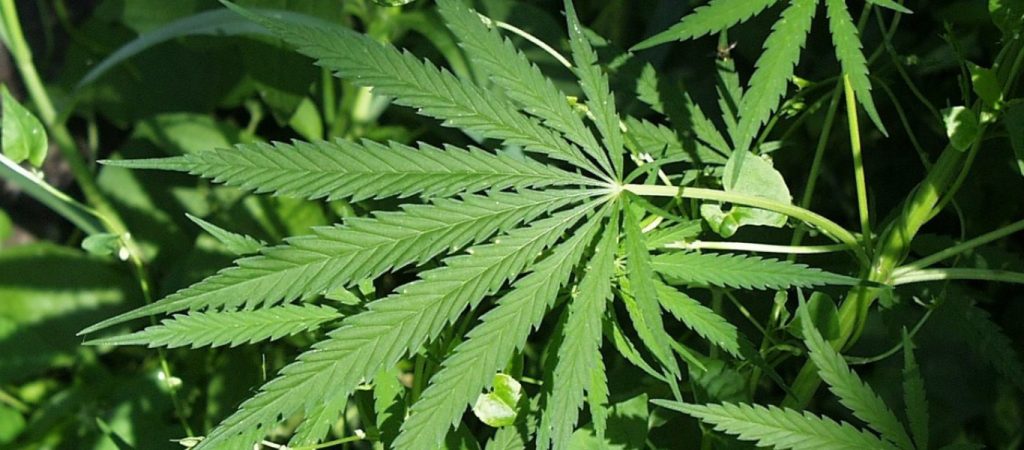 OHE: Aφαίρεσε την κάνναβη από τη λίστα των πιο επικίνδυνων ναρκωτικών