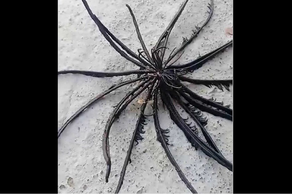 Ταϊλάνδη: Γυναίκα ψάρεψε παράξενο τριχωτό πλάσμα με 20 πόδια (βίντεο)
