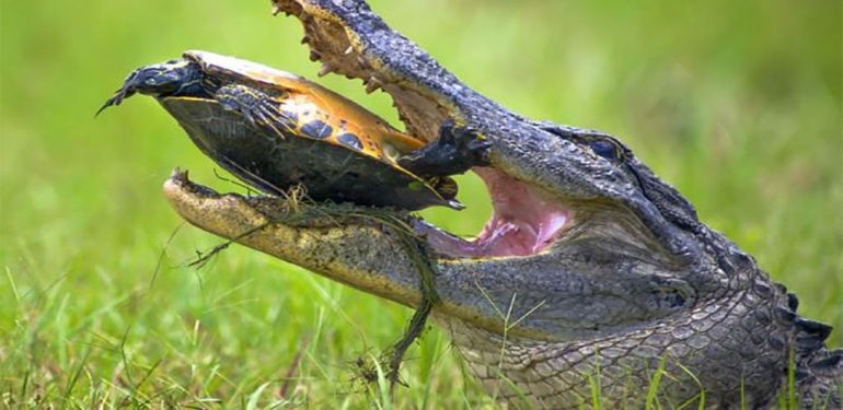 Κροκόδειλος τρώει χελώνα μέσα από το… καβούκι της (βίντεο)