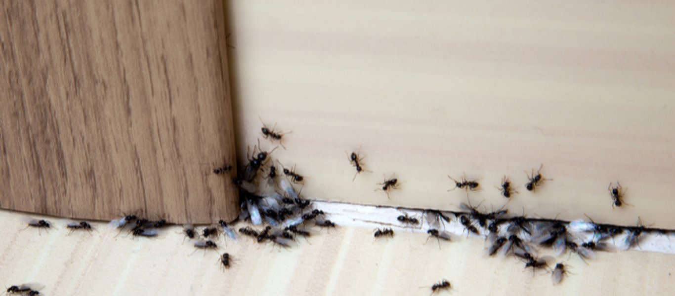 5+1 φυσικοί τρόποι για να απαλλαγείτε από τα μυρμήγκια