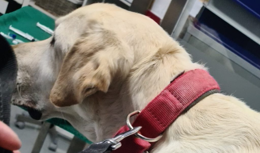 Κτηνωδία στην Πάτρα: Επικηρύχθηκε ο δράστης που ήθελε να σφάξει τον σκύλο επιχειρηματία