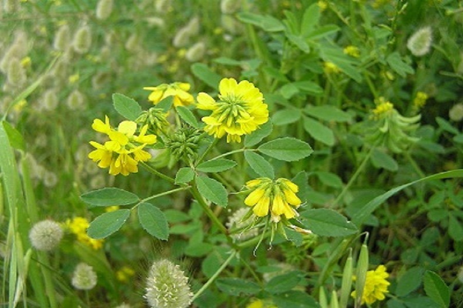 Τριγωνέλλα: Το βότανο που καταπολεμά διαβήτη, χοληστερόλη και αυξάνει… το στήθος