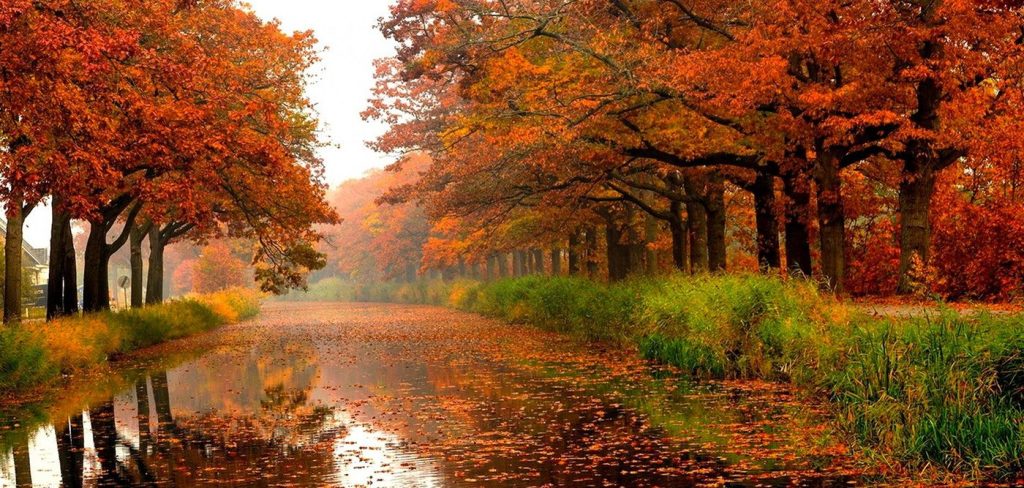 Νέα έρευνα: Αυτός είναι ο λόγος που τα φύλλα του φθινοπώρου πέφτουν νωρίτερα