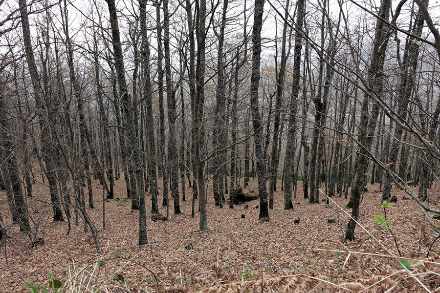 Μόρνα: Το «στοιχειωμένο» χωριό στους πρόποδες του Ολύμπου (φωτό)