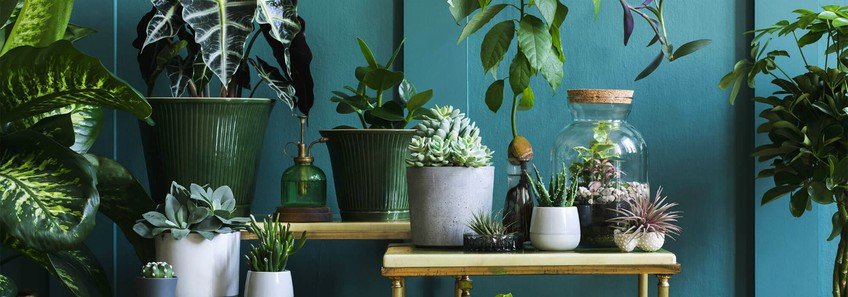 To κόλπο για να κάνετε τα φυτά σας να μεγαλώσουν γρηγορότερα!