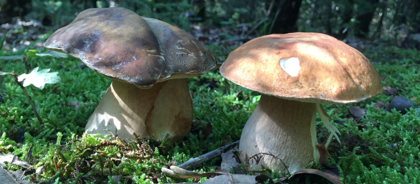 Πέντε «θύματα» από τα δηλητηριώδη μανιτάρια στην Κρήτη – Οδηγήθηκαν όλοι στο νοσοκομείο (φώτο)
