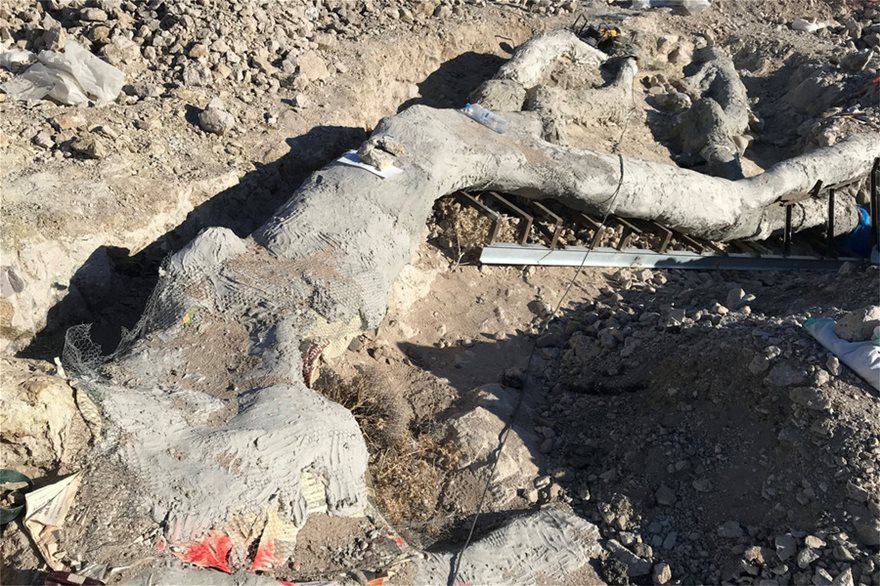 Λέσβος: Βρέθηκε απολιθωμένο δέντρο με τα κλαδιά και τις ρίζες του (φωτο)