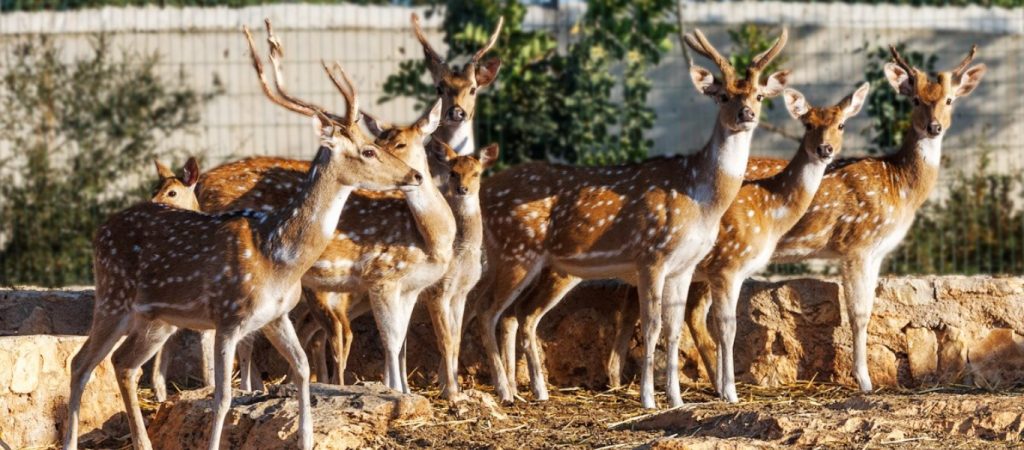 Προβλήματα λόγω υπερπληθυσμού των ελαφιών στην Ρόδο – Φαινόμενα μαζικής καθόδου των ζώων σε κατοικημένες περιοχές