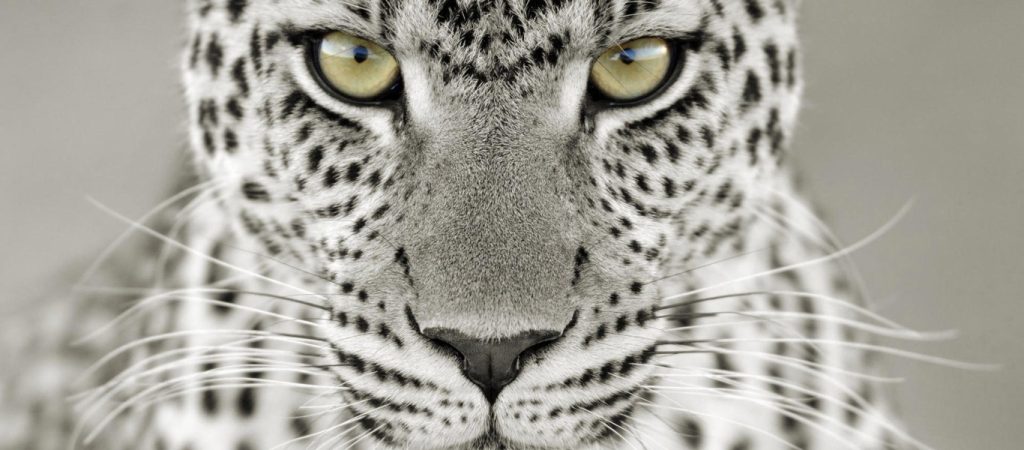 ΗΠΑ: Εντοπίστηκαν θετικές στον κορωνοϊό τρεις λεοπαρδάλεις του χιονιού