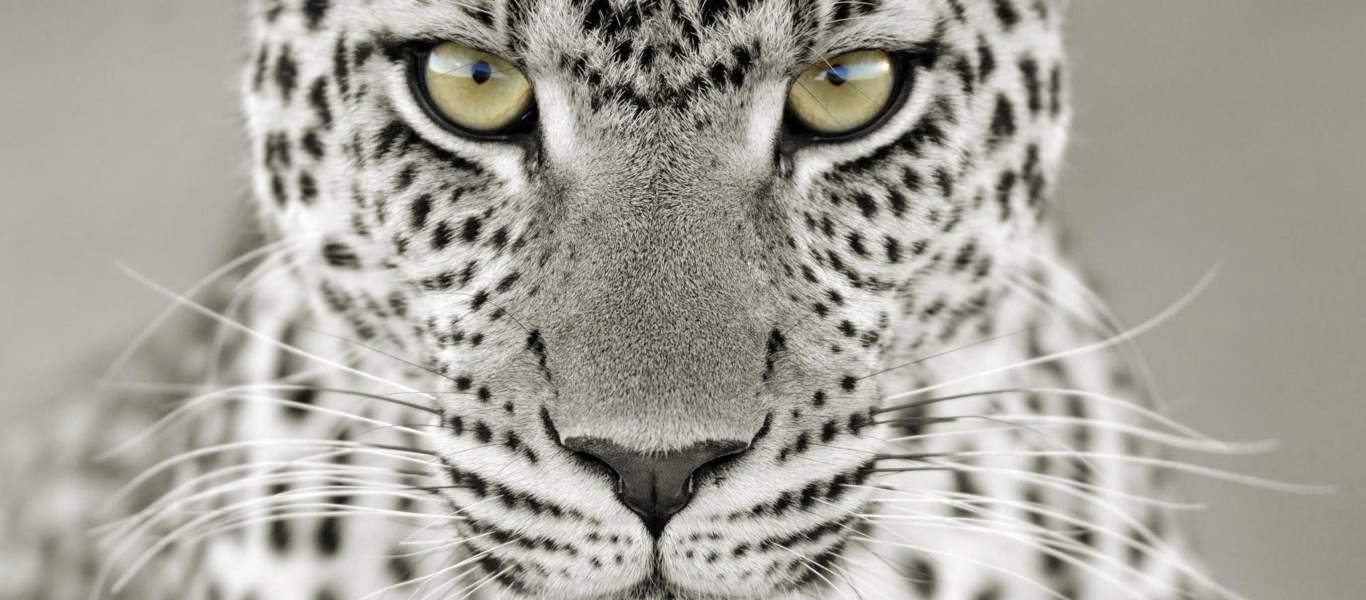 ΗΠΑ: Εντοπίστηκαν θετικές στον κορωνοϊό τρεις λεοπαρδάλεις του χιονιού