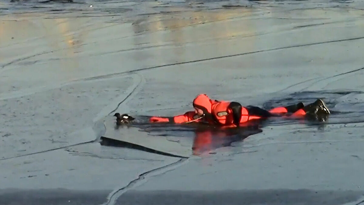 Διασώστες στη Ρωσία έσωσαν πάπια από τα παγωμένα νερά της λίμνης Χίμκι (βίντεο)