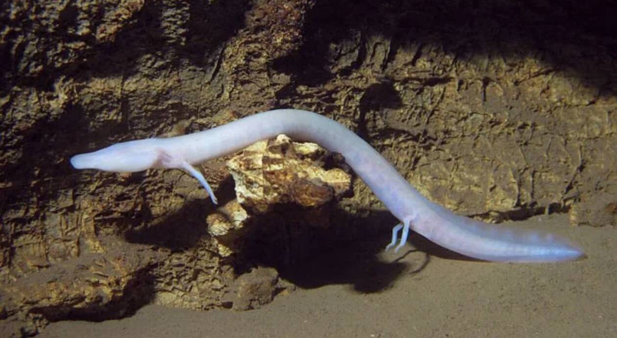 Πλάσμα δεν κουνήθηκε από τη θέση του για… 7 χρόνια (φωτό)