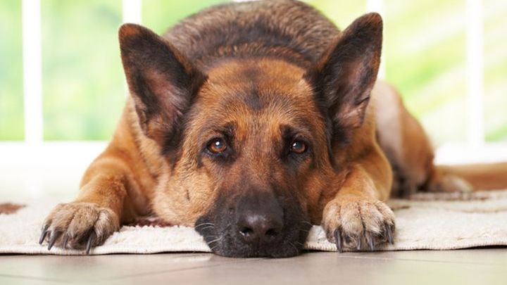 Κτηνοβάτες βίασαν αδέσποτο σκύλο στην Πιερία! (φώτο)