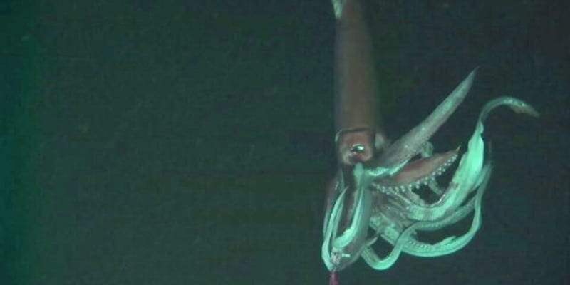 Γιγάντιο καλαμάρι ξεβράστηκε στις ακτές του Μεξικού (βίντεο)