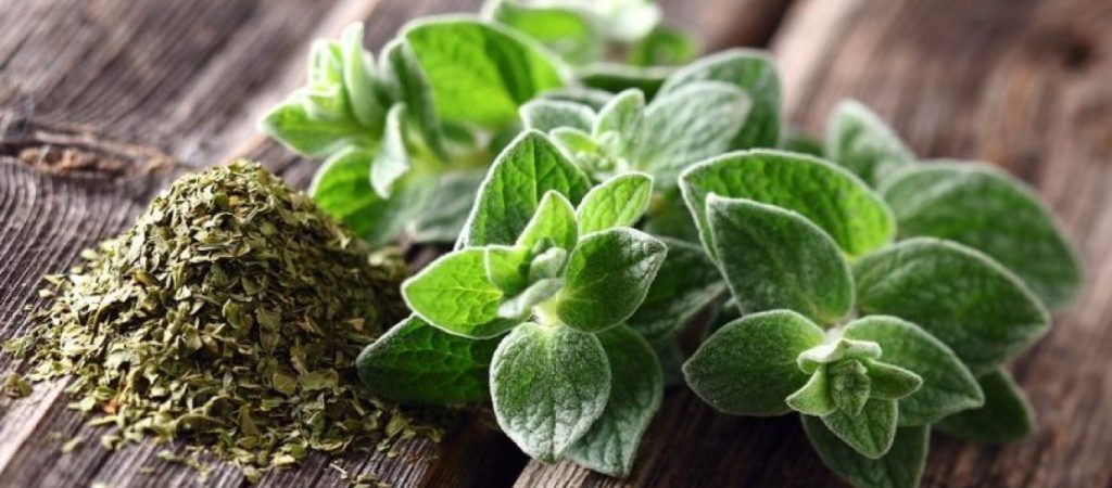 Ποιες είναι οι ευεργετικές ιδιότητες της ρίγανης;