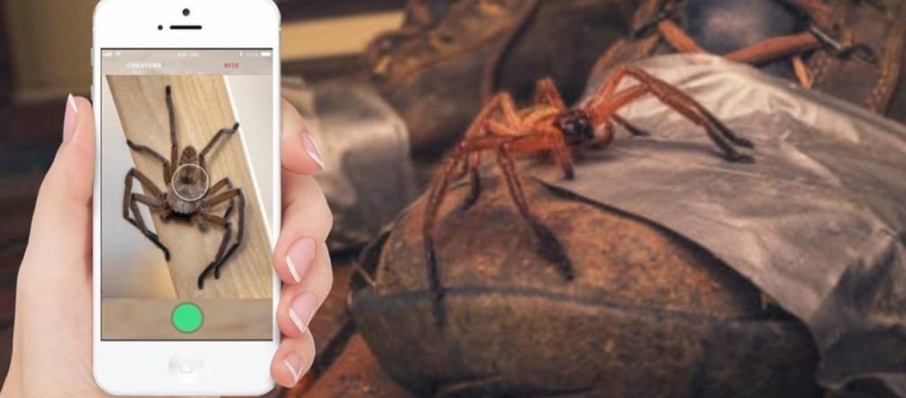 Νέα εφαρμογή αναγνωρίζει αράχνες και φίδια – Σε ενημερώνει εάν είναι επικίνδυνα