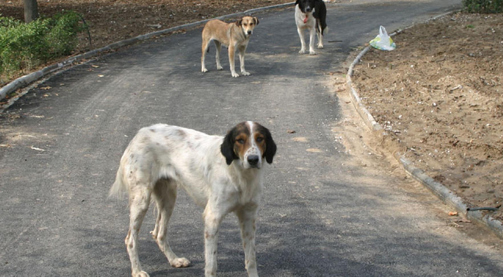 Κέρκυρα: «Άνθρωπος» πέταξε τα σκυλιά του πάνω από τον φράχτη καταφυγίου ζώων (βίντεο)