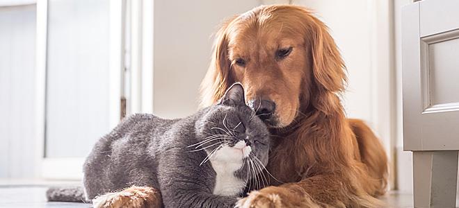 Κορωνοϊός: Χρειαζόμαστε εμβόλια και για τα κατοικίδια ζώα – Τι λένε οι ειδικοί