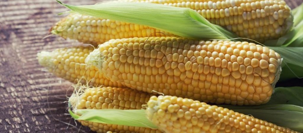 Αυτές είναι οι ευεργετικές ιδιότητες του καλαμποκιού για την υγεία του δέρματός σας (βίντεο)