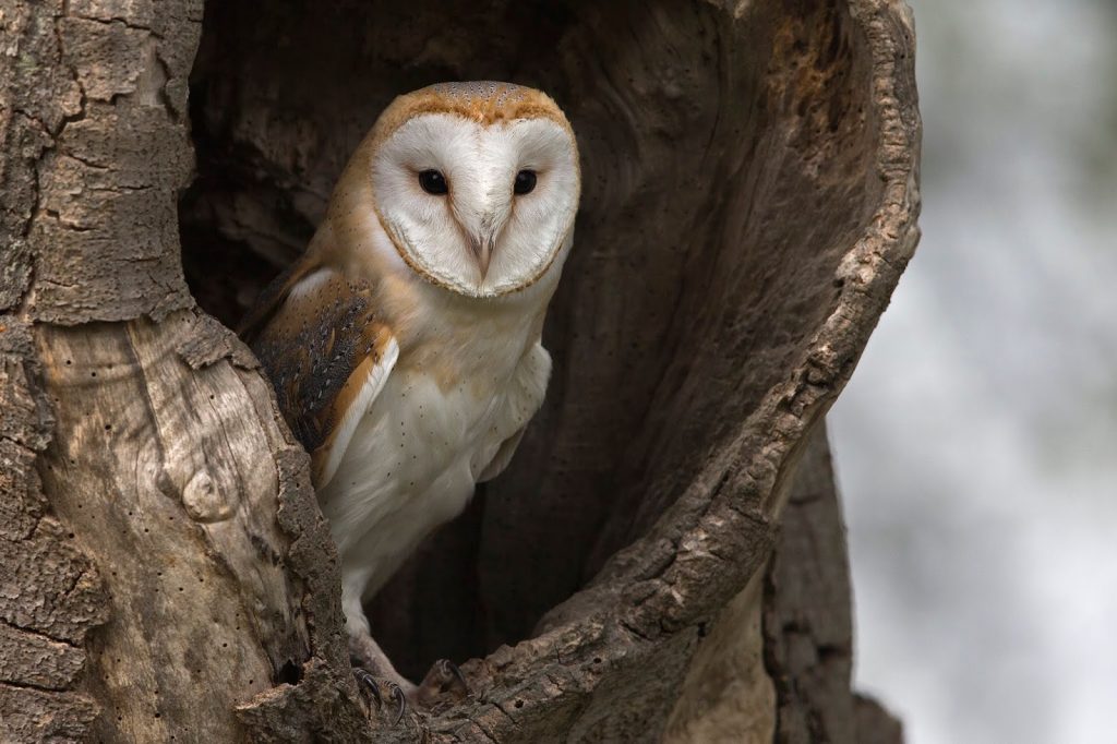 Έχετε πρόβλημα με ποντικούς; – Καλέστε τον «Τυτώ»! – Το πουλί που μπορεί να φάει έως και 6.000 κάθε χρόνια (φώτο)
