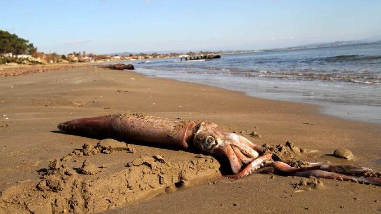 Γιγαντιαίο καλαμάρι ξεβράστηκε σε παραλία της Κρήτης (βίντεο)