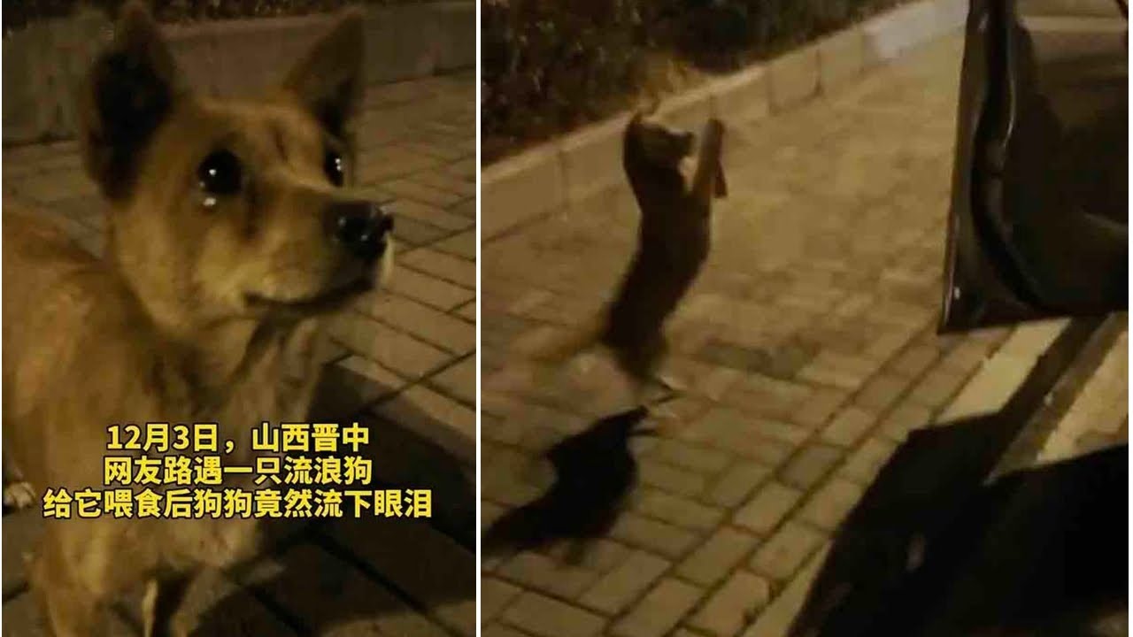 Έδωσαν ένα λουκάνικο σε έναν αδέσποτο σκύλο και αυτός… έκλαψε από τη χαρά του (βίντεο)