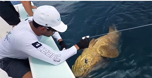 Δόλωσαν ολόκληρο κοτόπουλο και το έριξαν στη θάλασσα – Δείτε τι έπιασαν (βίντεο)