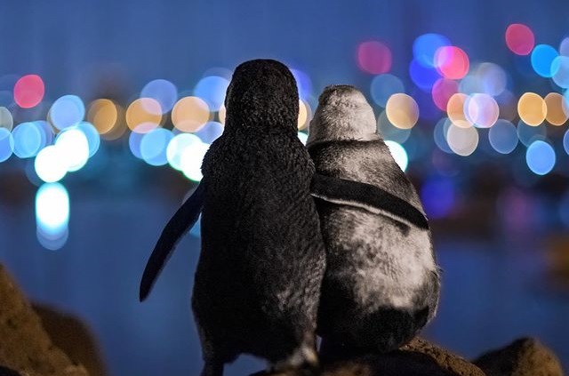 Δύο χήροι πιγκουίνοι κάθονται αγκαλιά: Η πιο συγκινητική φωτογραφία του 2020