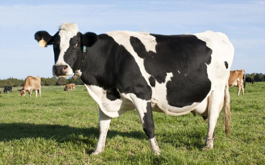 Σε αυτό το χωριό φοράνε στις αγελάδες… σουτιέν – Δείτε γιατί (βίντεο)