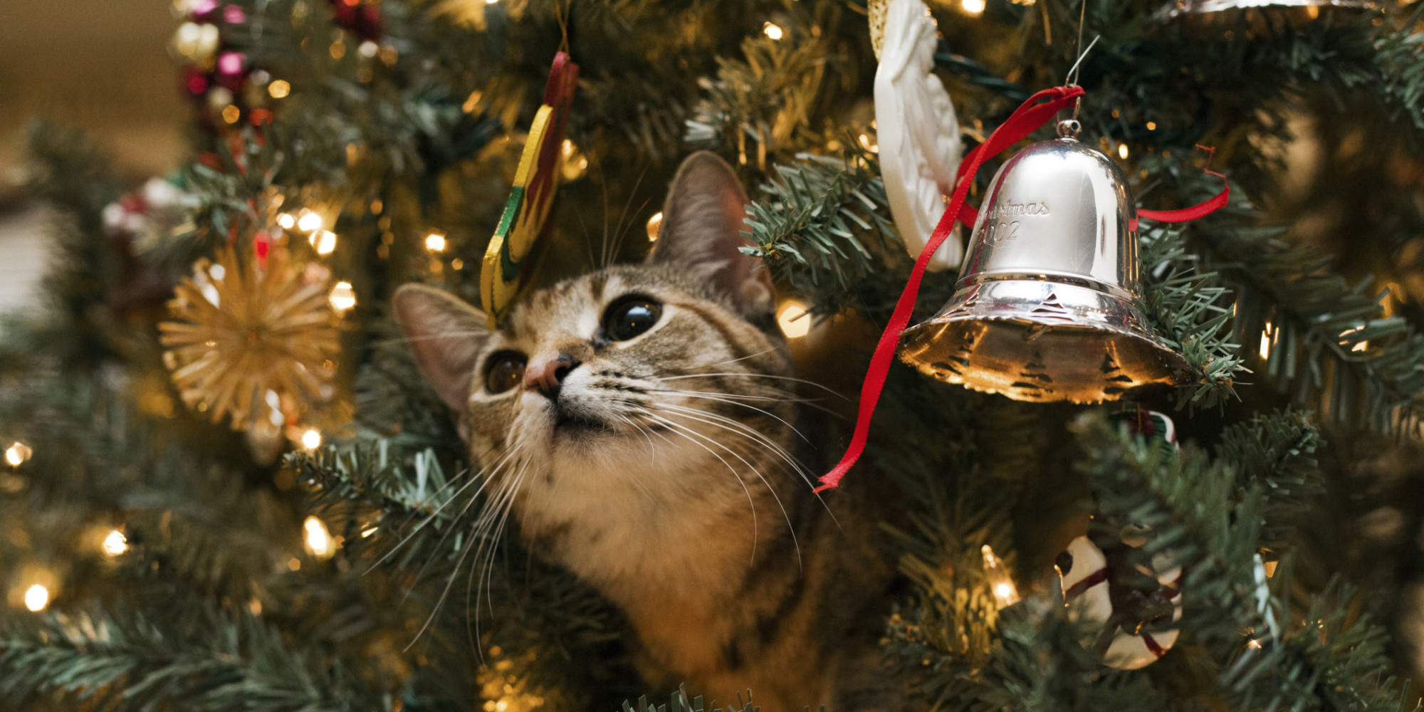 Οδηγός «επιβίωσης» χριστουγεννιάτικου δέντρου από την γάτα σας (βίντεο)