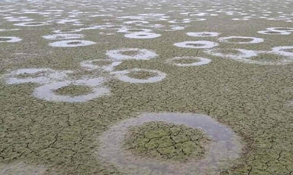 Λίμνη Κερκίνη: Εμφανίστηκαν εκατοντάδες τέλειοι κύκλοι στον πυθμένα – Μοναδικό φαινόμενο (βίντεο)