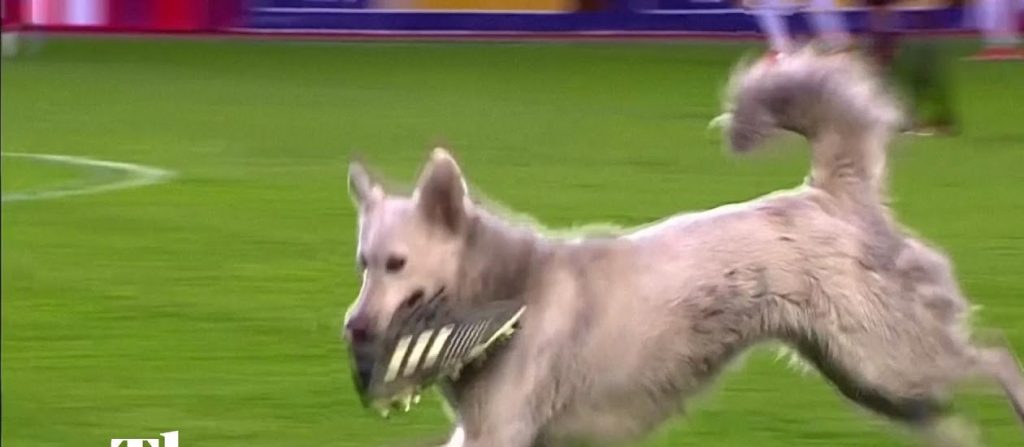 Σκύλος εισέβαλε σε αγώνα και έκλεψε παπούτσι ποδοσφαιριστή (βίντεο)